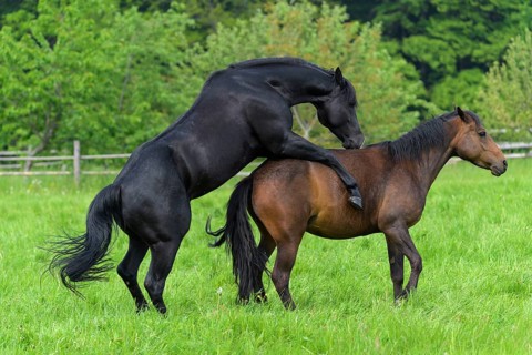 Domestic horse, mare and stallion on the pasture