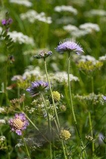 Field scabious,