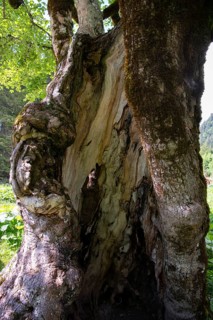 Sycamore maple,