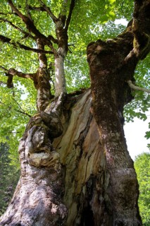Sycamore maple,
