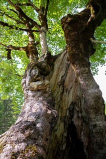 Sycamore maple,