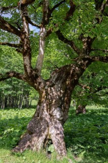 Sycamore maple,