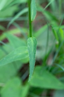 Spiked rampion,