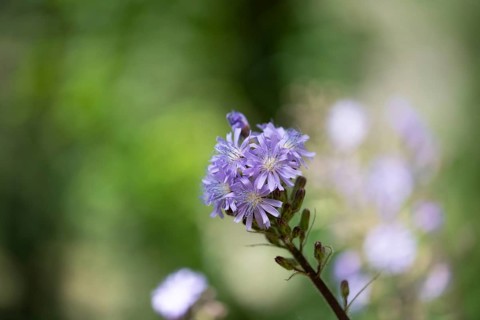 Alpine sow-thistle,