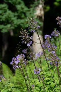 Alpine sow-thistle,