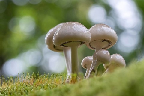 Porcelain fungus,