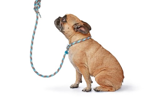 Fawn French Bulldog dog wearing blue rope retriever leash and collar on white background,