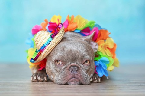 Cute French Bulldog dog with tropical flower garlands and summer straw hat,