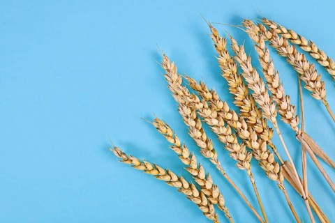Bunch of of ripe wheat grain on blue background,
