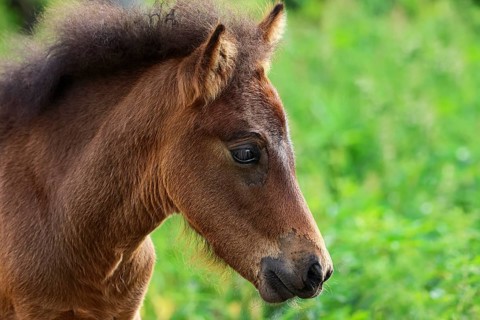 Young Icelandic horse,