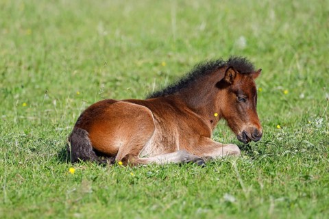 Young Icelandic horse,