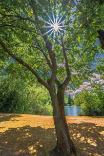 Sun star on a deciduous tree at the gravel pond in summer in Lohnde, Seelze