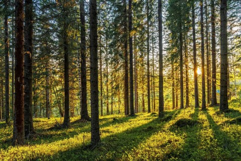 Forest in sundown near Are, Provinz Jaemtlands