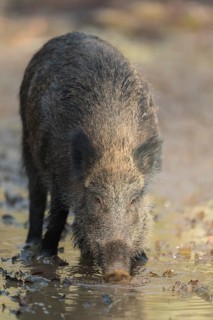 Wild boar,