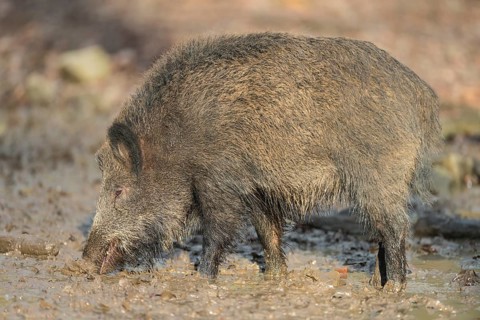 Wild boar,