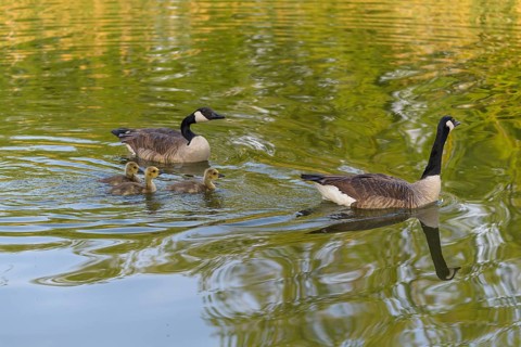 Canada goose,