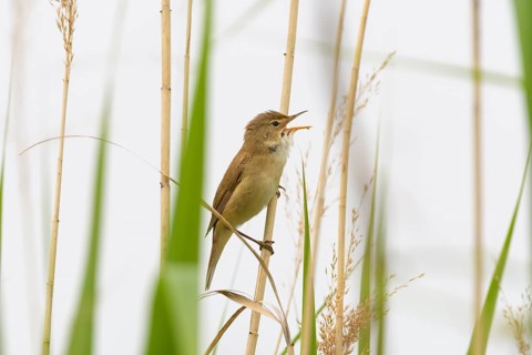 Sedge Warbler,
