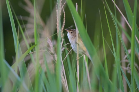Sedge Warbler,