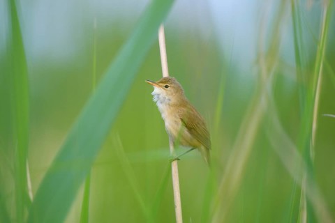 Sedge Warbler,