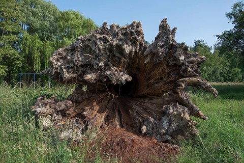 Rootstock of an uprooted oak tree,