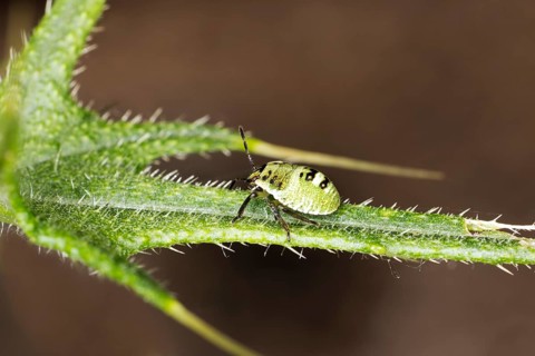 Green shield bug,