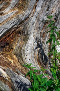 Decaying tree stump with nettles,
