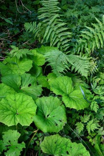Leaves of white butterbur,