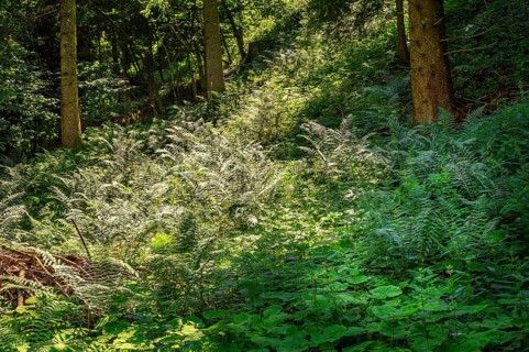 Incidence of light in the forest with forest lady fern,
