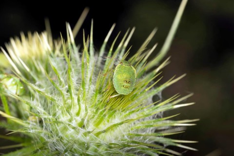 Green shield bug,