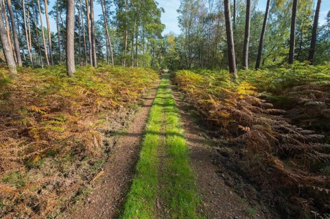 Footpath in pine forest, Nature Reserve