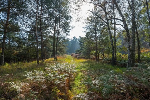 Pine forest, Nature Reserve