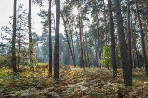 Pine forest with sun, Nature Reserve