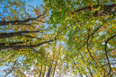 Chestnut tree in autumn, Nature Reserve