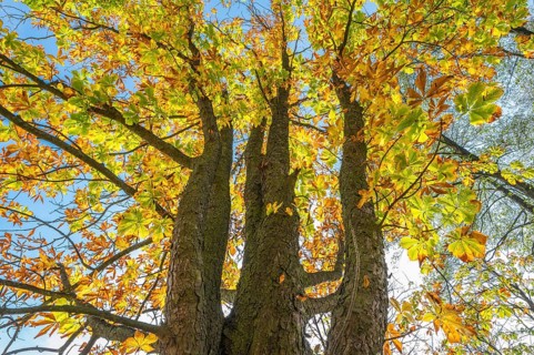 Chestnut tree in autumn, Nature Reserve