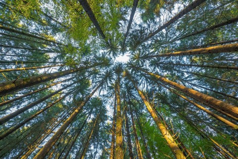 Look into the treetops of a coniferous forest,