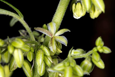Hemp flowers,