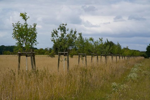 Young trees as compensatory plantings on a former sewage field of the Berlin city estates near Ruhlsdorf, city of Teltow