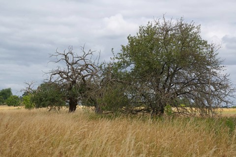 Gnarled old fruit trees on a former sewage field of the Berlin city estates near Ruhlsdorf, Teltow city