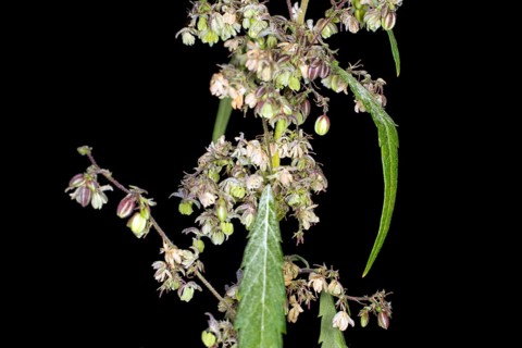 Hashish,