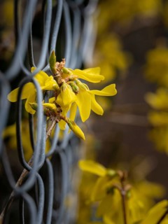 Detail shot of a forsythia through fence in spring, Black Forest