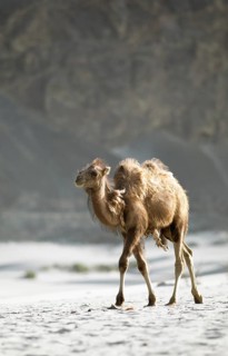 Bactrian camel,