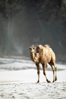 Bactrian camel,
