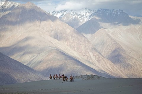 Riders on Bactrian camels in the Nubra Sand Dunes, Leh District
