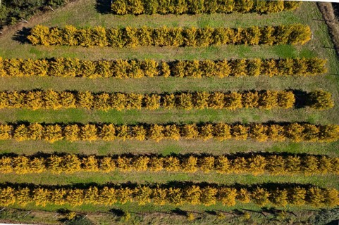 Aerial View of orchard of pomegranate trees,