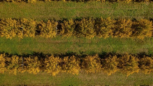 Aerial View of orchard of pomegranate trees,
