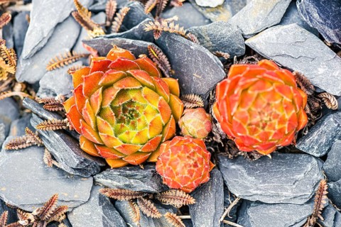 Mountain Houseleek,