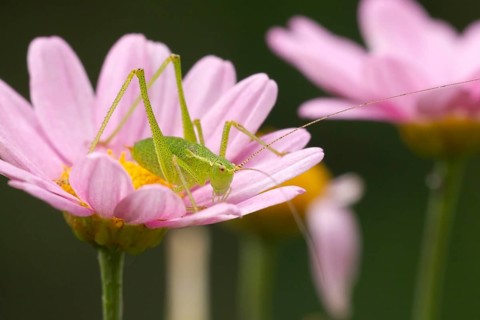 Speckled bush cricket,