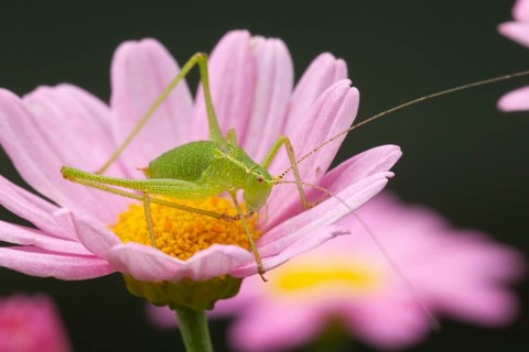 Speckled bush cricket,