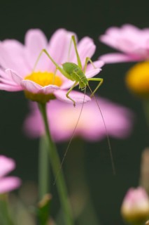 Speckled bush cricket,