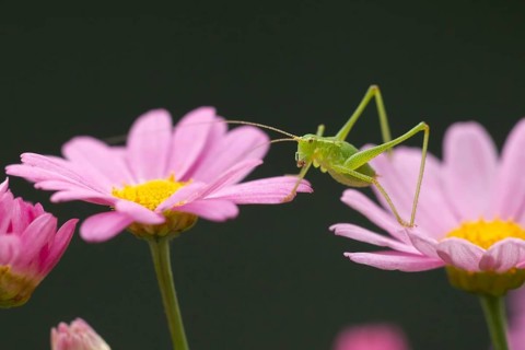Speckled bush cricket,
